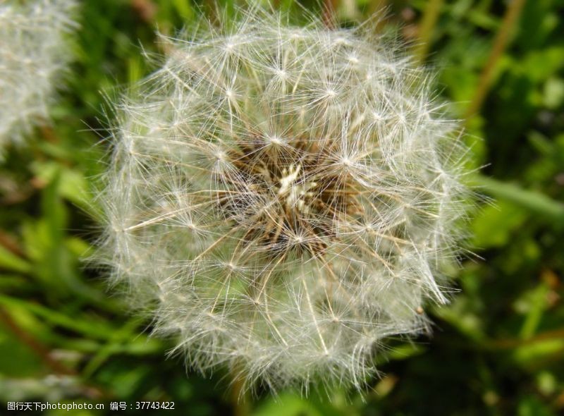 植物蒲公英蒲公英花蒲公英飞絮