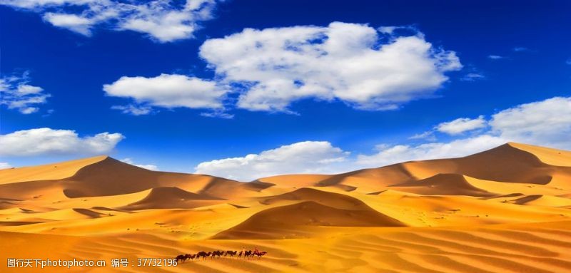 沙漠骆驼蓝天白云