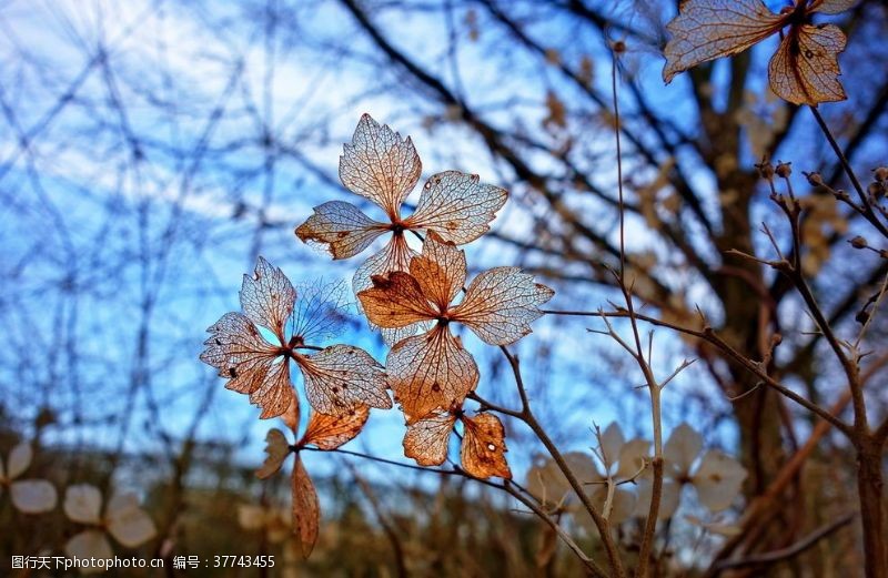 满天星花语干花捧花瓶花插花