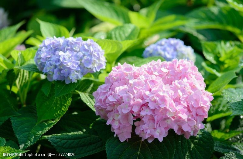 紫色花绣球花八仙花清新