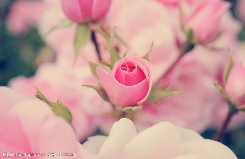情人节背景粉色玫瑰