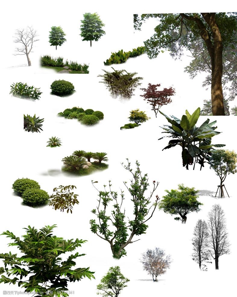 景观规划设计景观树素材