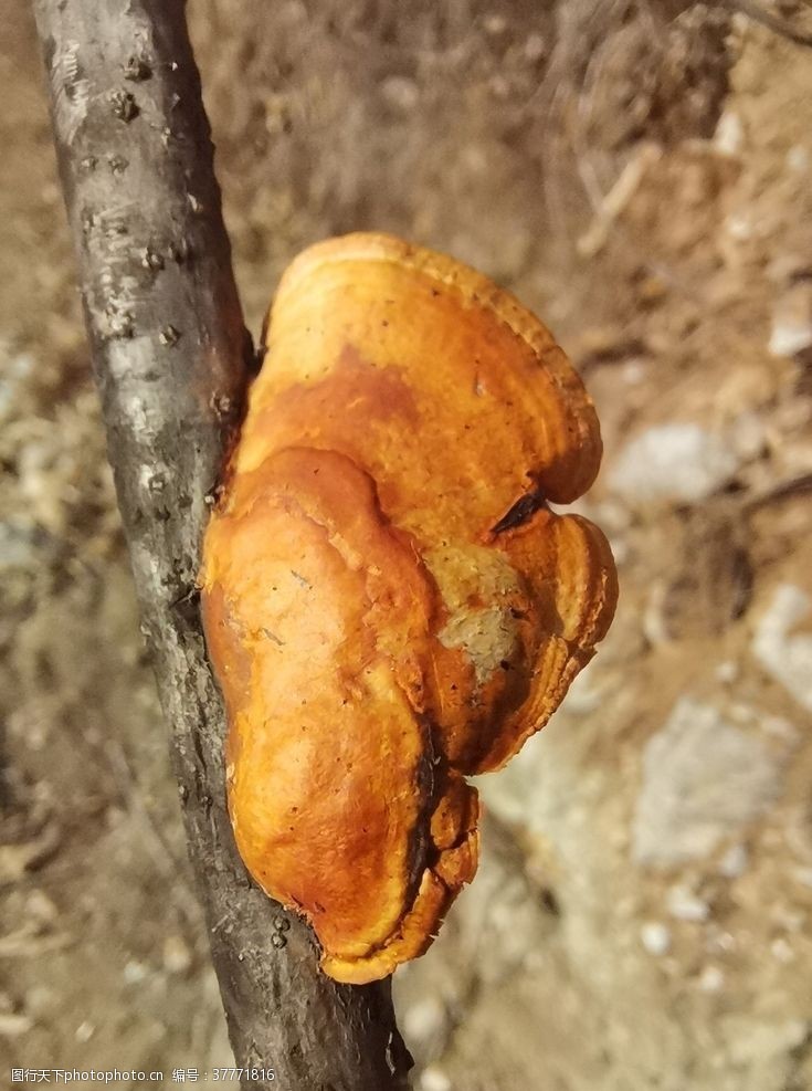 树新风蘑菇