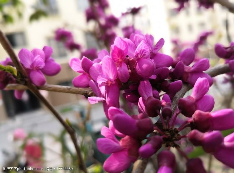树新风唯美紫色丁香花花朵