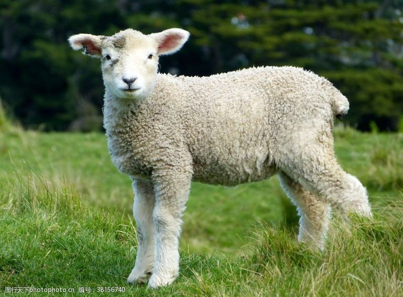 饲养羊群绵羊养殖散养