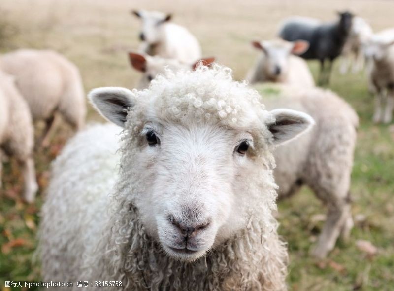 家禽饲养羊群绵羊养殖散养