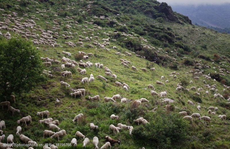 家禽饲养羊群绵羊养殖散养