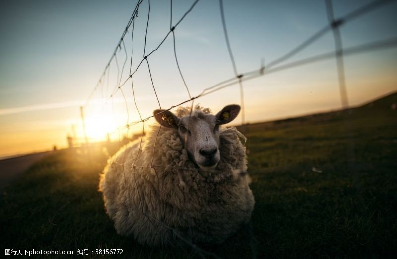 饲养羊群绵羊养殖散养