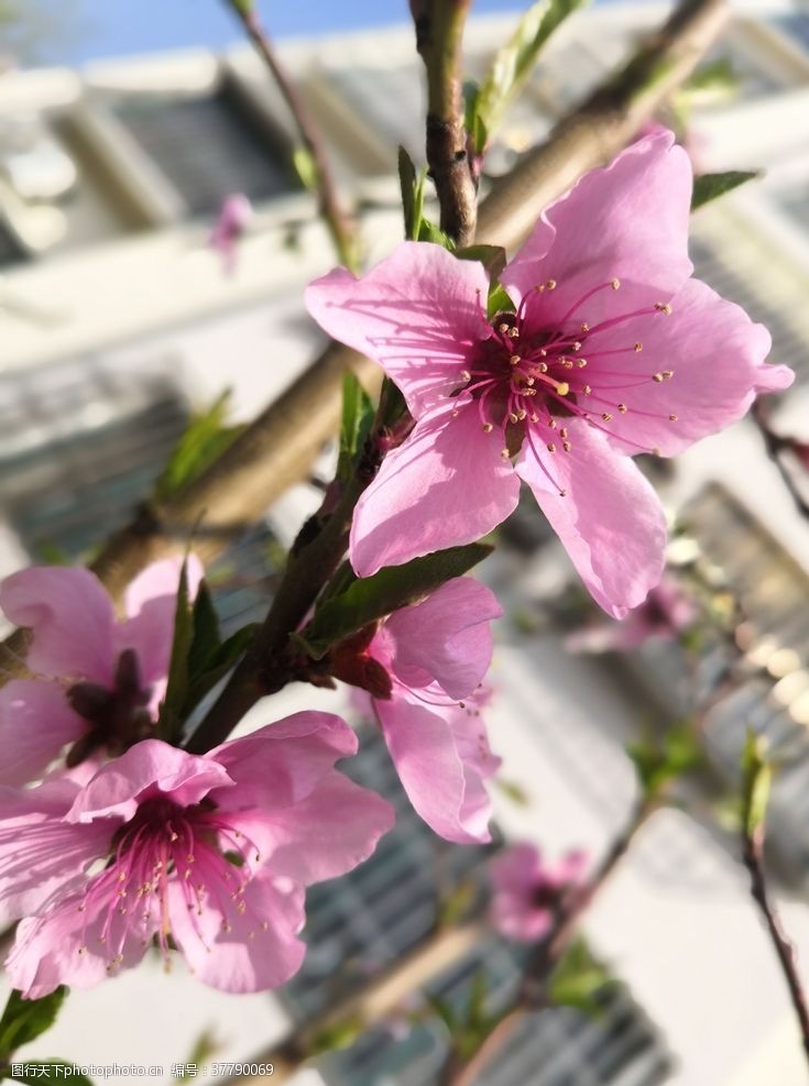 树新风春日桃花朵朵开