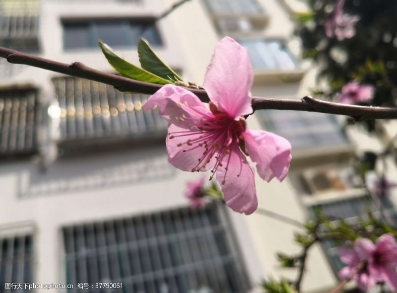 树新风春天的一支桃花花朵