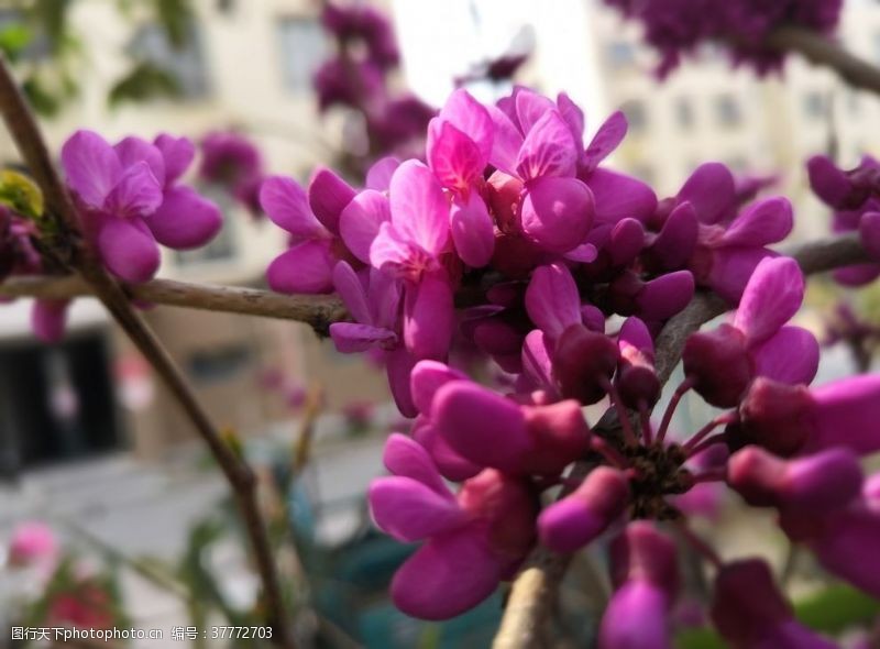 树新风粉紫色丁香花花朵花苞