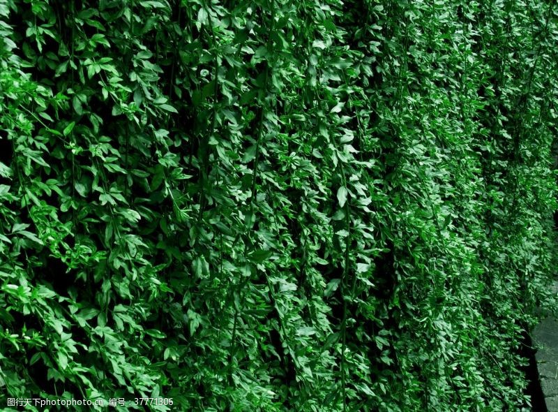 绿化景观绿色植物背景墙
