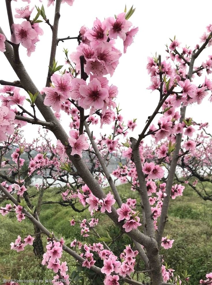 春色迷人桃花