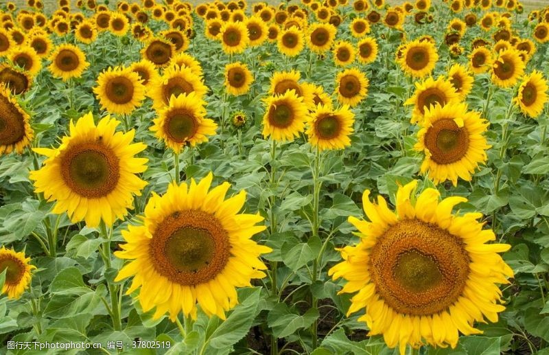 ktv生日海报向日葵太阳花葵花