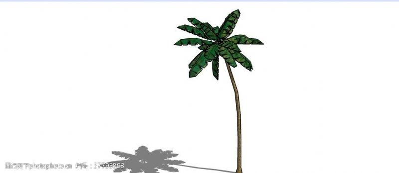 树木模型椰子树skp模型
