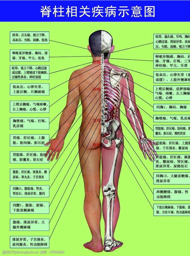 器官脊柱相关疾病示意图
