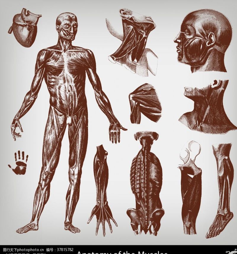 人体器官图人体解剖学