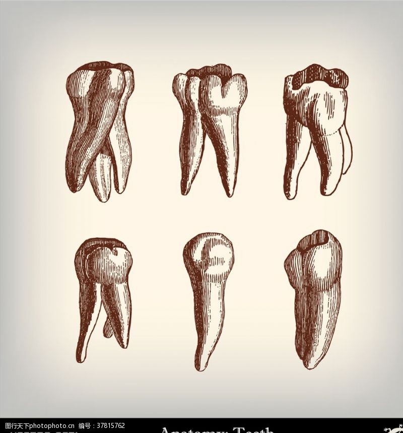 人体器官图牙齿