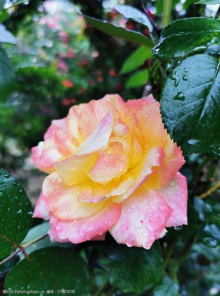黄刺玫粉色玫瑰
