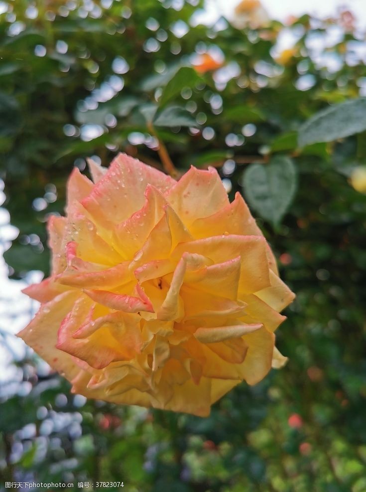 黄刺玫粉色玫瑰花