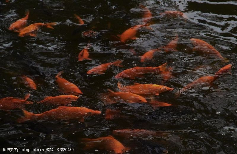 红黑白锦鲤金鱼锦鲤水族观赏鱼