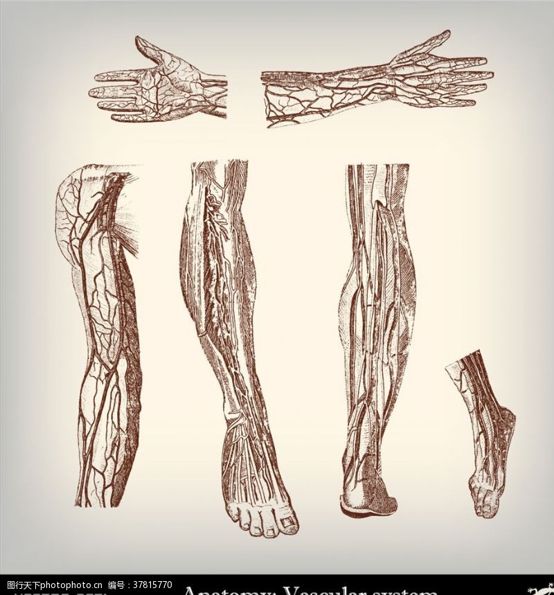 人体器官图人体解剖学
