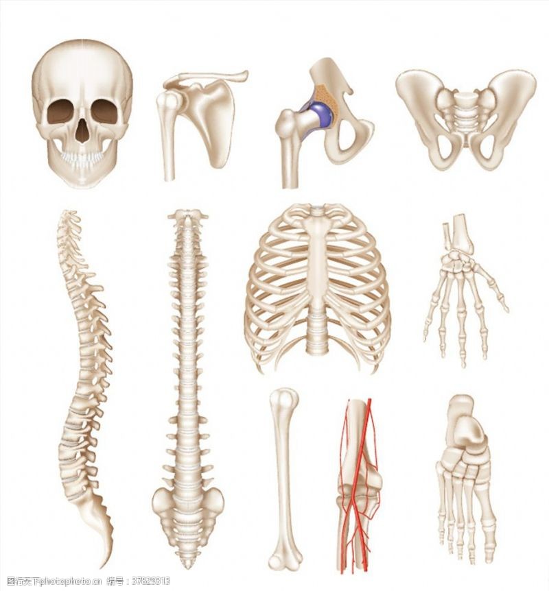器官人体解剖学