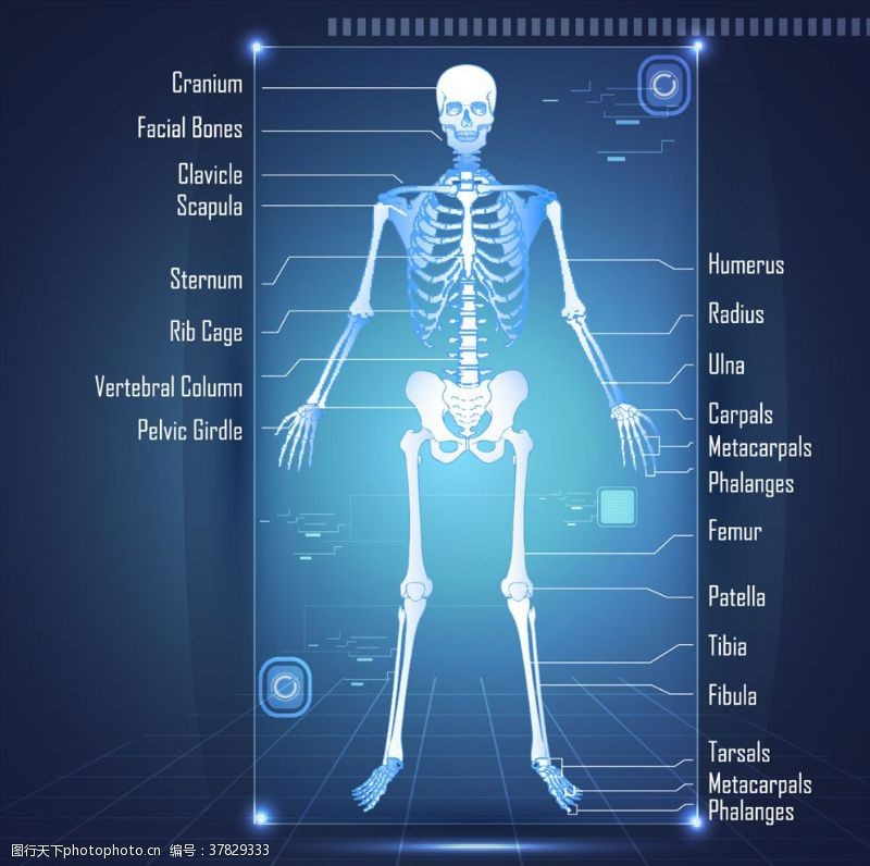 骨骼结构图人体解剖学