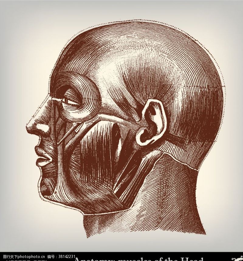 侧脸人体解剖学