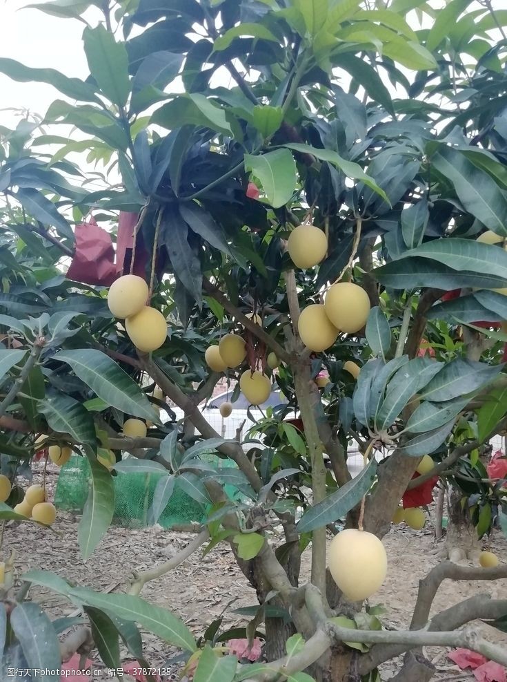 多种口味树上的芒果