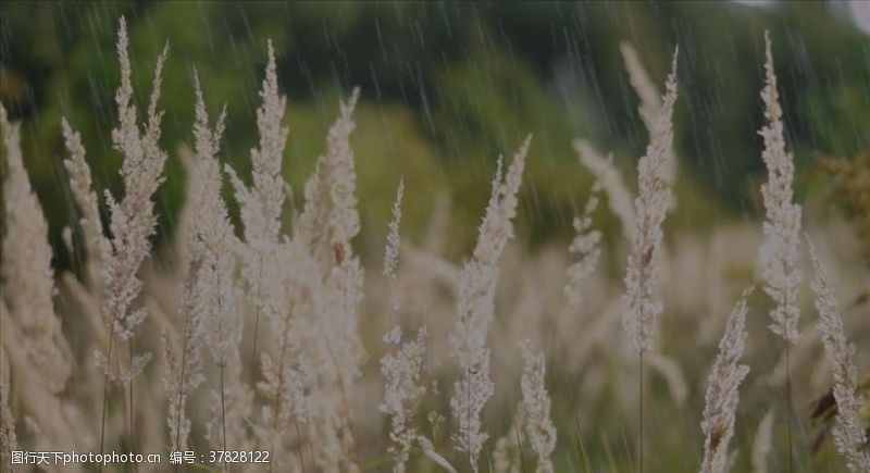 高清视频实拍素材野外下雨的视频素材