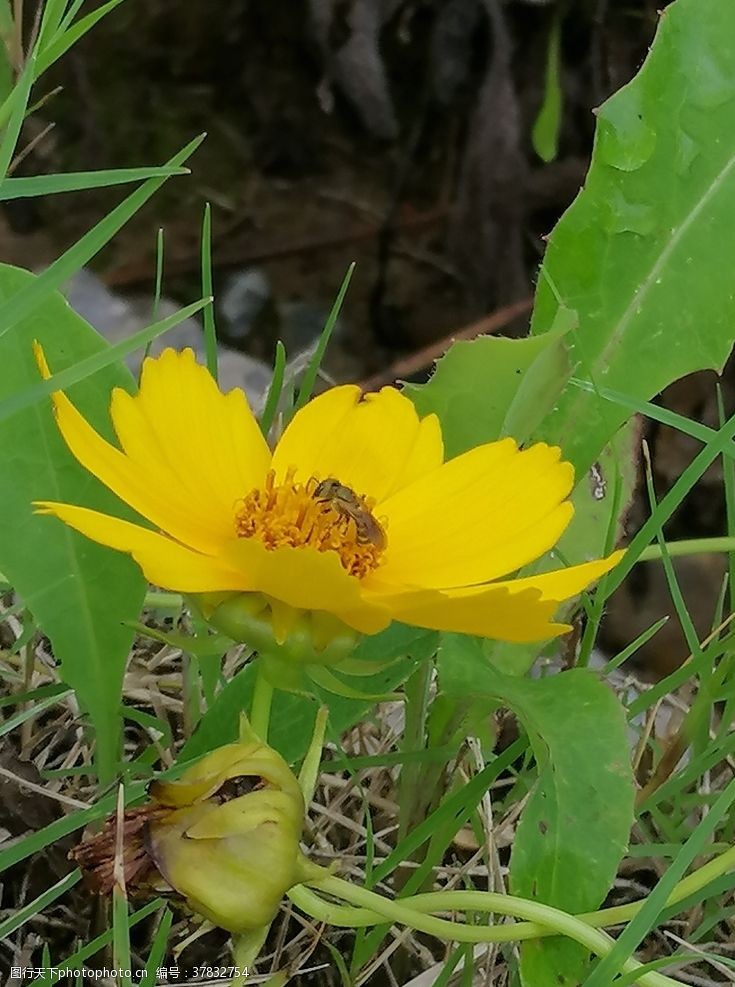 蜜蜂花开图片免费下载 蜜蜂花开素材 蜜蜂花开模板 图行天下素材网