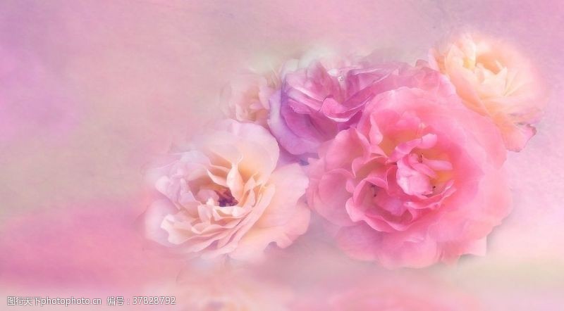 漂亮的边框粉色的花背景图片素材