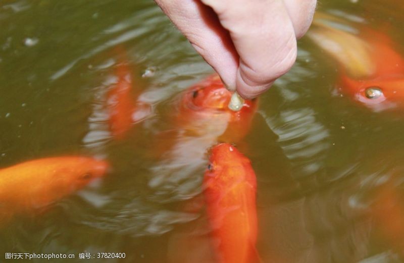 红黑白锦鲤金鱼锦鲤水族观赏鱼