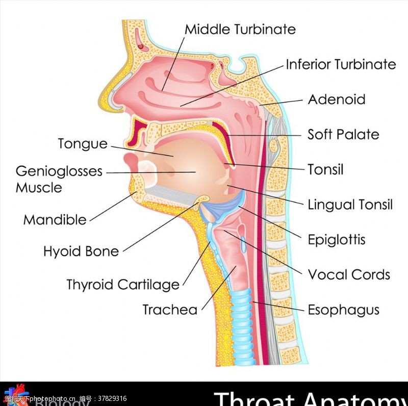 喉咙人体解剖学
