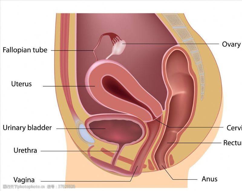 生殖系统图人体解剖学
