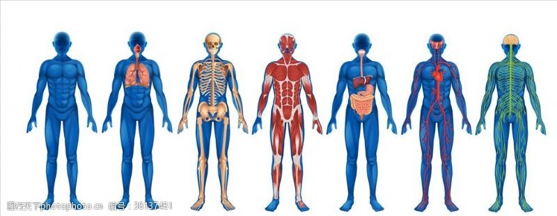 骨骼结构图人体解剖学