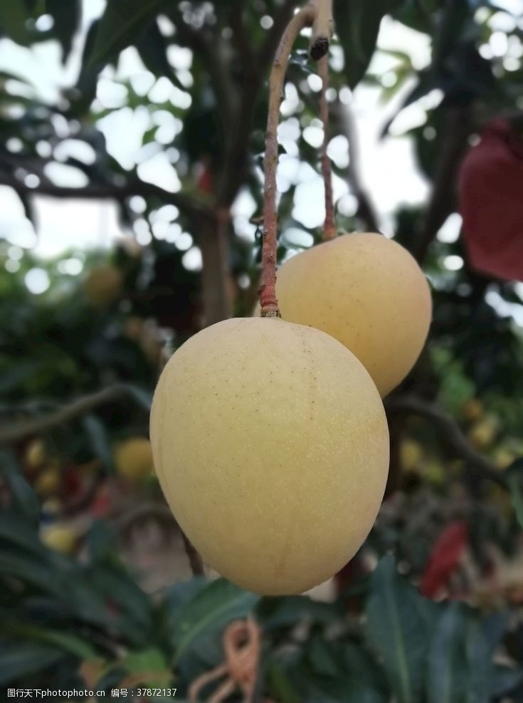 多种口味树上的芒果