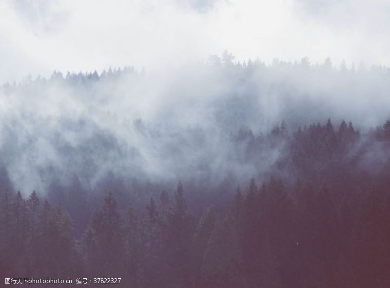 云雾缭绕云雾森林