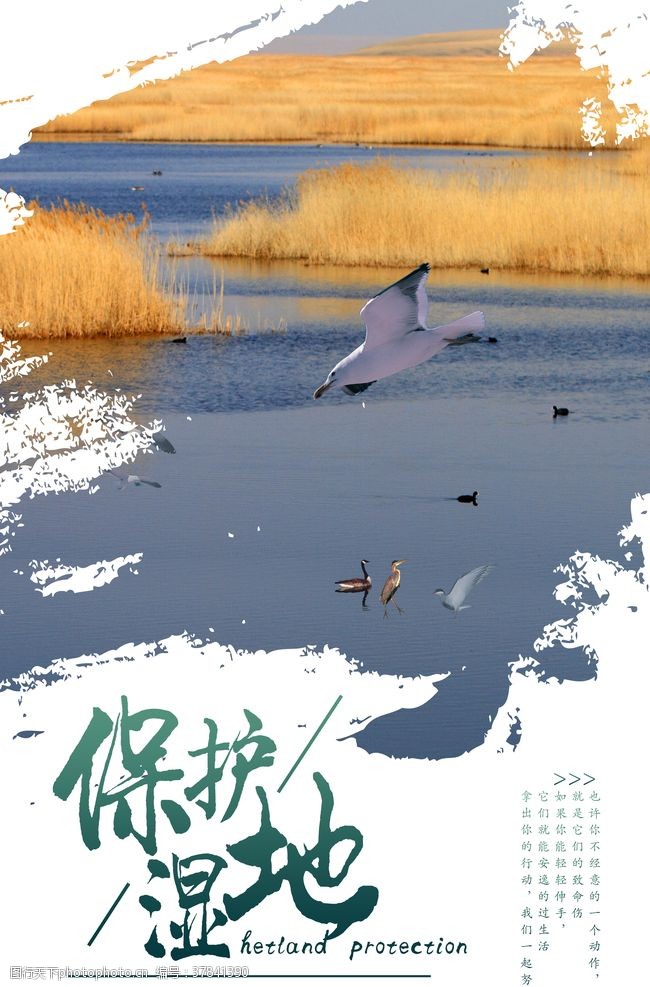 湿地保护区湿地海报