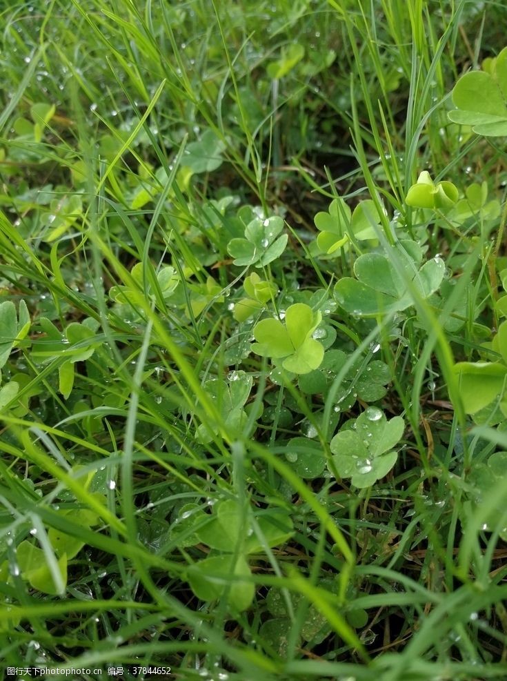 四叶草雨后