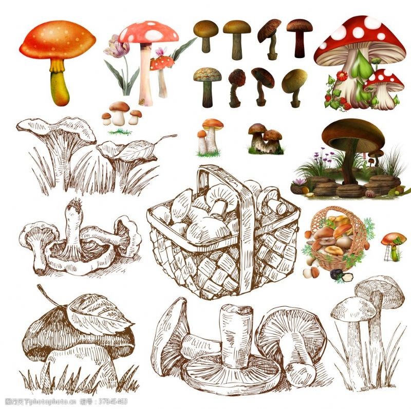 灵芝种植蘑菇