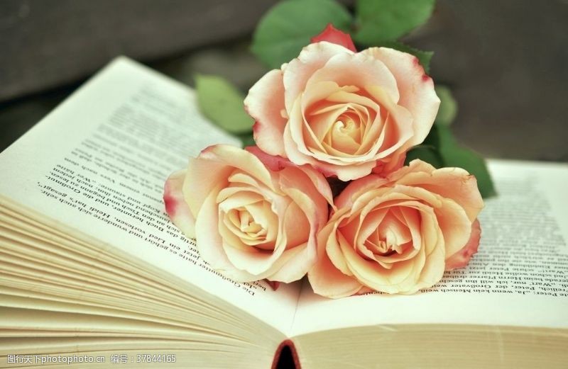 思考书与玫瑰
