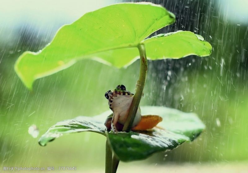 绿色青蛙躲雨的小青蛙