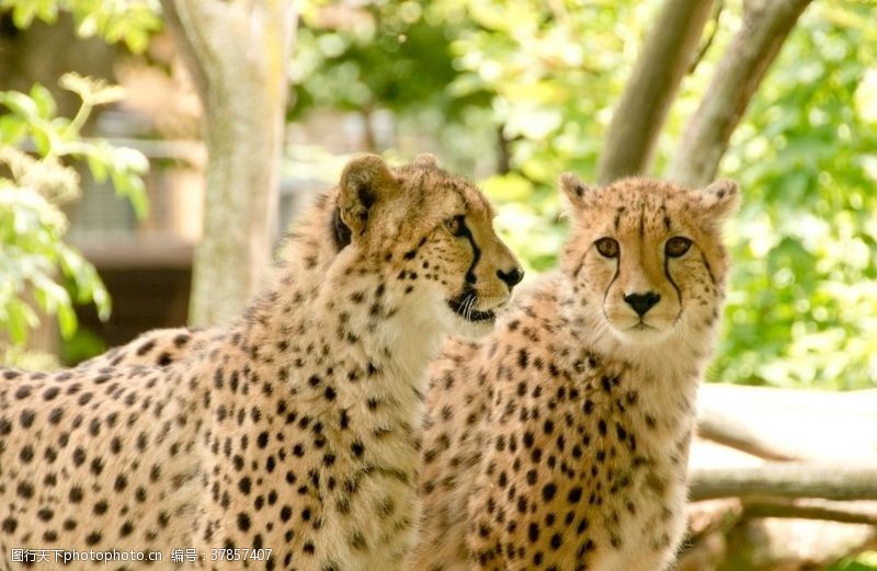 灭绝动物非洲豹子狩猎