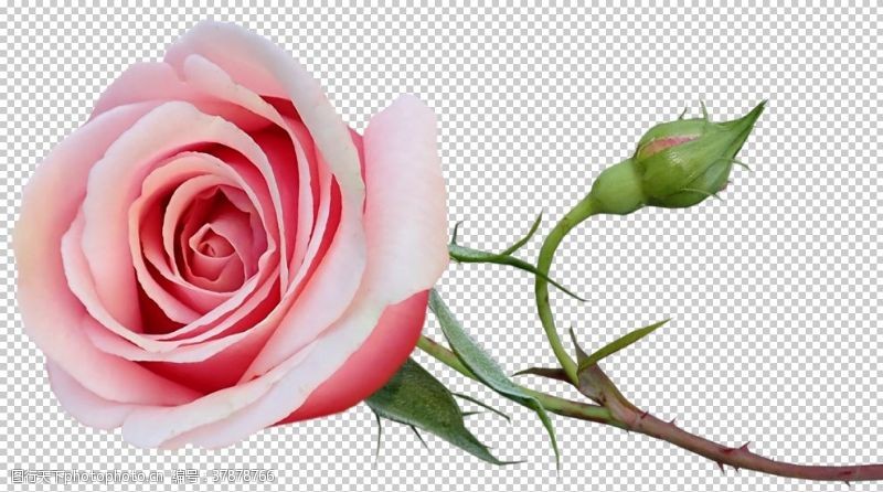 玫瑰线条花纹玫瑰花
