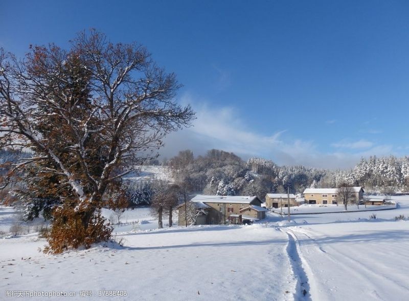 圣诞村树木雪景