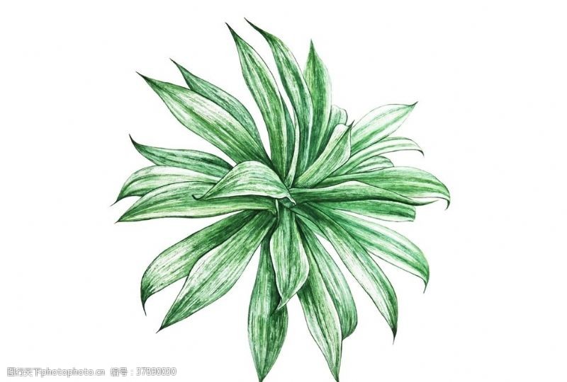 美术背景彩绘植物手绘花草
