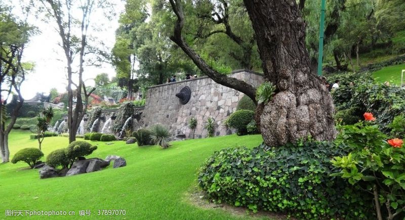 大树素材墨西哥城特佩亚克圣山下
