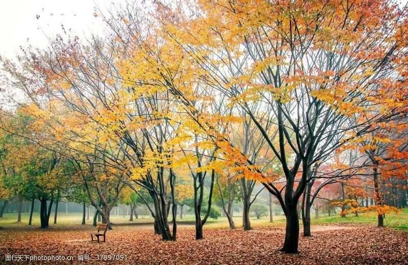 大树素材上海共青森林公园秋色图